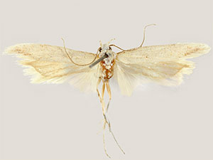 Nevadopalpa albula