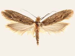 Ypsolopha oliviella