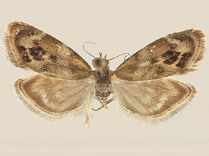 Tebenna chrysobalia