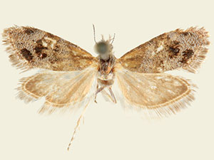 Tebenna xeronastes