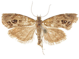 Tebenna hesperia