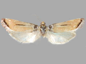 Rhyacionia salmonicolor