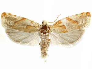 Eucosma fulvofasciata