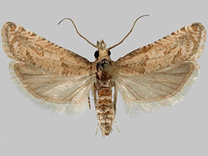 Pelochrista ainsliei