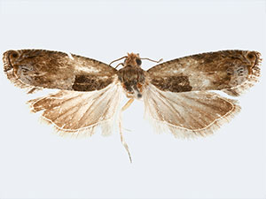Pseudexentera oreios