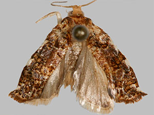 Archips goyerana