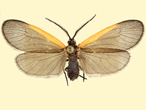 Pyromorpha caelebs