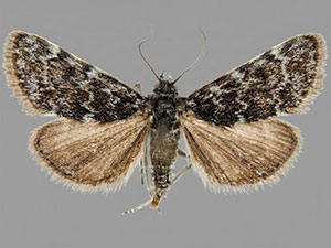 Orenaia coloradalis