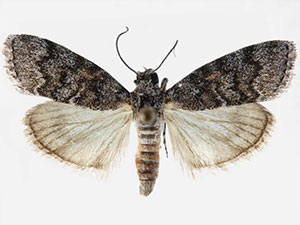 Pococera fuscolotella