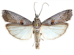 Caristanius decoloralis