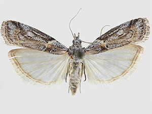 Olybria furciferella