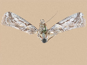 Olybria furciferella