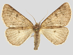 Nemeris percne