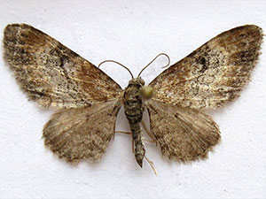 Eupithecia johnstoni