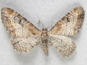 Eupithecia johnstoni