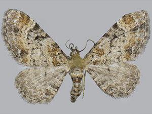 Eupithecia johnstoni