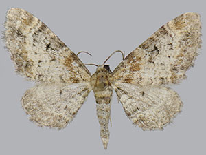 Eupithecia johnstoni