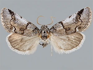 Gloanna grisescens