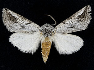 Policocnemis ungulatus