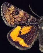 Boudinotiana hodeberti