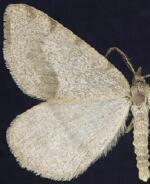 Speranza andersoni