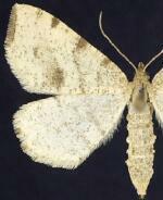 Speranza andersoni