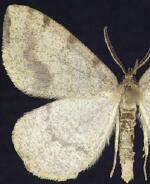 Speranza andersoni