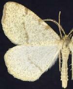 Speranza andersoni