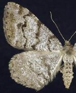 Macaria unipunctaria