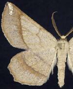 Euchlaena madusaria