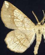 Euchlaena amoenaria