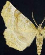 Selenia kentaria