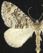 Dysstroma formosa