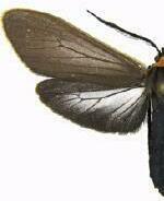 Cisseps fulvicollis