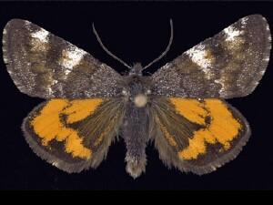 Archiearis�infans