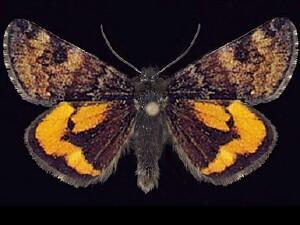 Boudinotiana�hodeberti