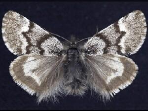 Leucobrephos�brephoides
