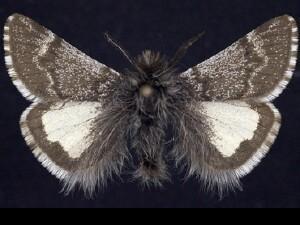 Leucobrephos�brephoides