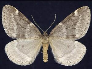 Alsophila�pometaria