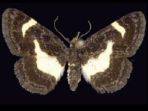 Heliomata�cycladata