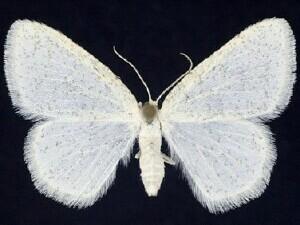 Protitame�virginalis