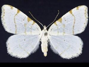 Speranza�pustularia