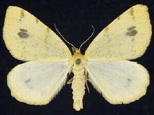 Speranza ribearia