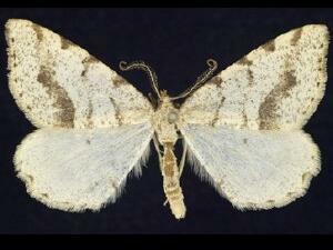 Speranza�flavicaria