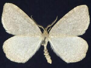 Speranza evagaria