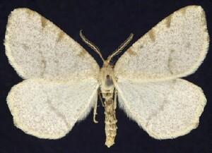 Speranza evagaria
