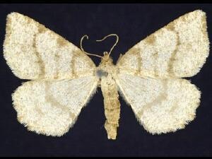 Speranza evagaria