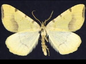 Speranza�occiduaria