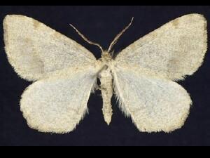 Speranza�occiduaria