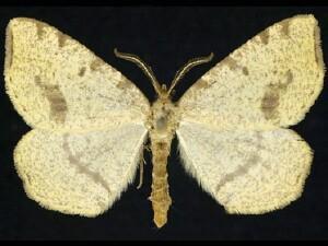 Speranza�occiduaria